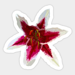 Lily Sticker